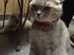 -猫色咖啡·猫咖