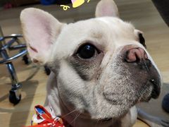 -Meowの猫咖(万家丽店)