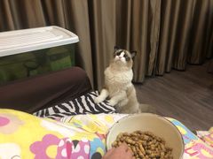 -Goku PET SHOP宠物视觉生活馆(双井店)
