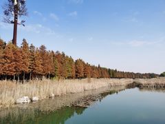 -太湖湖滨国家湿地公园-停车场