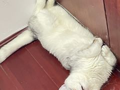 -伟伟宠物医院·瑞派猫友好医院·猫科(光谷店)