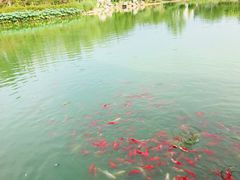 -燕郊植物园