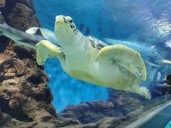 -上海海洋水族馆