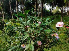 -深圳国际园林花卉博览园