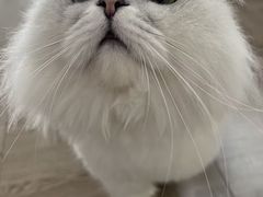 -猫大福·Fortune Cat猫舍(百子湾店)