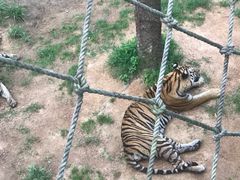 -西霞口神雕山野生动物世界