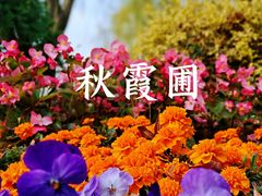 -秋霞圃