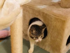 -Sweet cat·星愿猫咖(国贸大厦店)