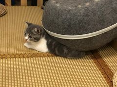 -柴迷FANS CLUB·柴犬狗咖·猫咖