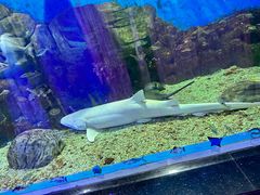 -顺德南宏海立方海洋公园
