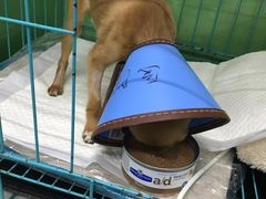 -瑞派宠物医院·24小时骨科·心脏·核磁(哈尔滨南岗店)