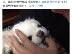 -申普宠物医院·心脏介入·心血管微创(总院)