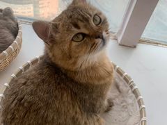 -共舞时光猫咖·狗咖(新街口店)
