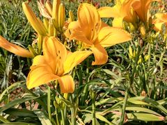 -汉长安城未央宫国家考古遗址公园