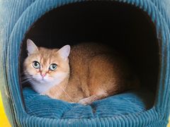 -滚猫咖啡·猫咖·猫友好撸猫(未来城店)
