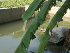 -广东惠东海龟国家级自然保护区