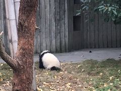 -成都大熊猫繁育研究基地