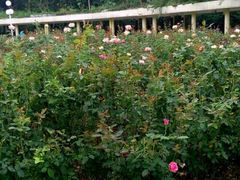 -人民公园(罗湖区)