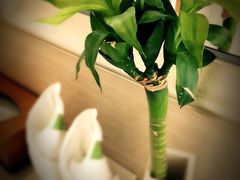 锦秀香江温泉酒店-广州锦绣香江度假别墅