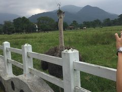 -瑞穗牧场