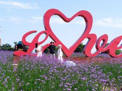 -西京湾花海