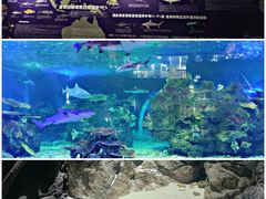 -江和美海洋公园