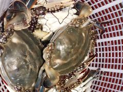 -四海蒸鲜蒸汽海鲜自助(北戴河店)