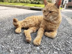 -张亮麻辣烫(政民路店)