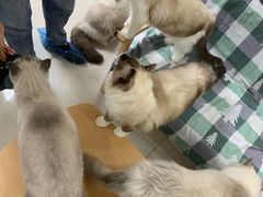 -鼓捣猫呢主题猫咖店