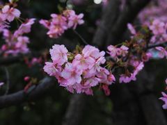 -顾村公园