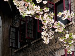 -武汉大学-樱园