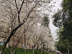 -武汉大学-樱园