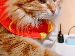 -MOCHA明星猫咖(田子坊店)