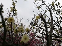 -香雪海