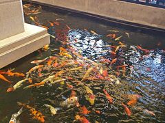-龙悦湾酒家·八阵鱼生·渔人码头店