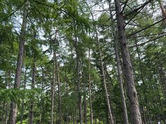 -黑龙江省森林植物园