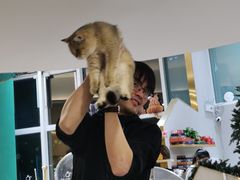 -飞行喵MR PILOT|猫舍·猫咖(静安大融城店)