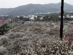 -香雪海