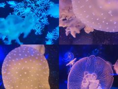 -海合安成都极地海洋公园