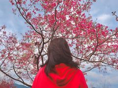 -天适樱花悠乐园