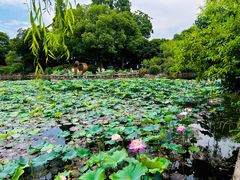 -无锡蠡湖国家湿地公园-蠡园