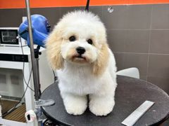 -宠宠熊宠物美容(星湖街店)