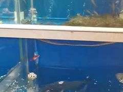 -姜君·千岛湖鱼头馆(浦东大道店)