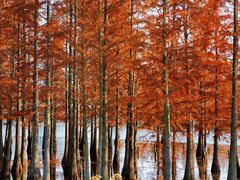 -白鹭湾湿地公园