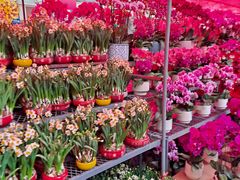 -越秀西湖花市(广州城市广场花卉店)