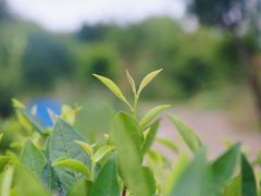 -汉艺唐风茶艺培训(联发华美空间店)