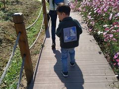 -田园东方蜜桃村的田野营地