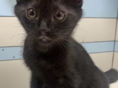 -中农国际动物医院24小时·猫科·骨科·急重症中心