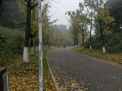 -铁山坪森林公园