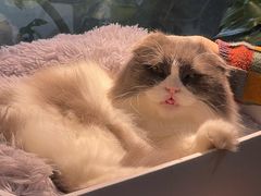 -李小姐の猫咖啡馆(五角场店)